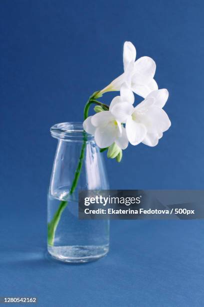 close-up of flowers in vase on table against wall - freesia stock pictures, royalty-free photos & images