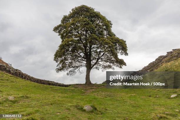 low angle view of tree on field against sky - unesco werelderfgoed stock pictures, royalty-free photos & images