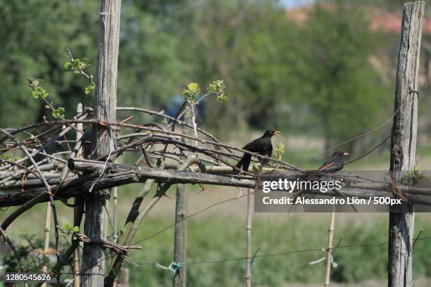 26 Tribano Stock Photos, HighRes Pictures, and Images Getty Images