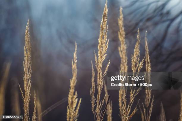 close-up of wheat growing on field,ajka,hungary - ajka hungary stock pictures, royalty-free photos & images