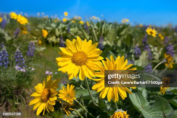 close-up of yellow flowering plants on field,wenatchee,washington,united states,usa - wenatchee stock pictures, royalty-free photos & images