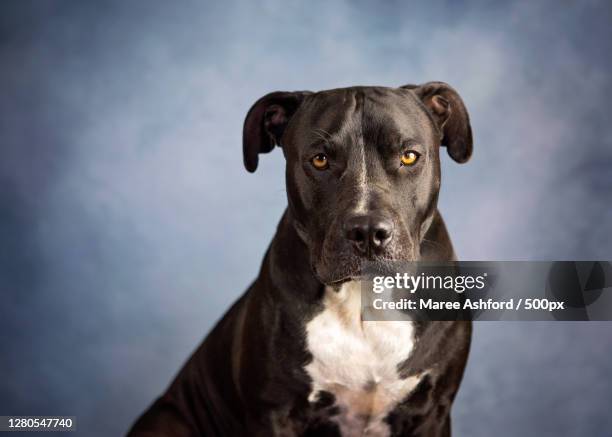 portrait of dog against gray background,brisbane city,queensland,australia - american pit bull terrier stock pictures, royalty-free photos & images