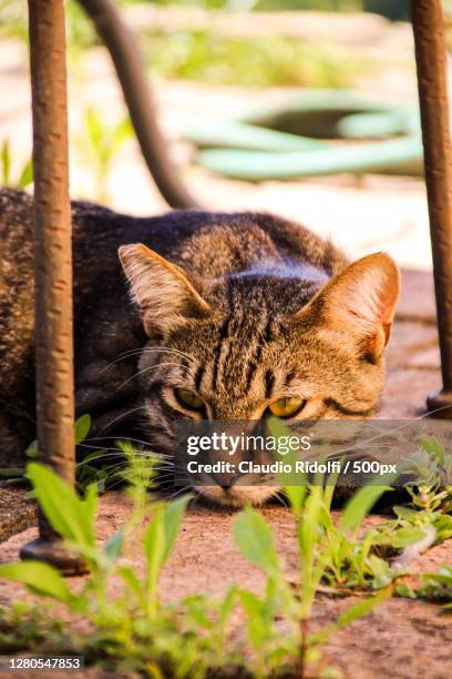close-up of cat relaxing on field,calcata,lazio,italy - calcata stock-fotos und bilder