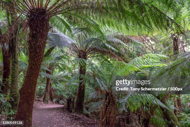 Trees Otway Ranges Otway Rain Forest National Park Photos and Premium High Res Pictures ...
