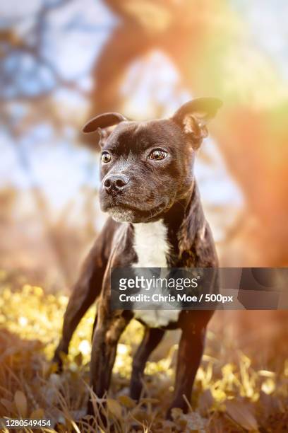 portrait of dog standing on field,chiloeches,spain - staffordshire bull terrier stock pictures, royalty-free photos & images
