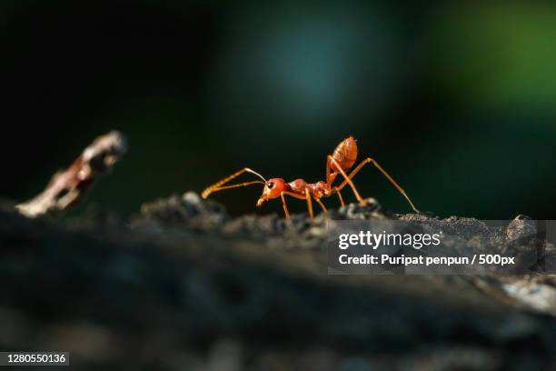 close-up of ants on rock,thailand - red imported fire ant stock pictures, royalty-free photos & images