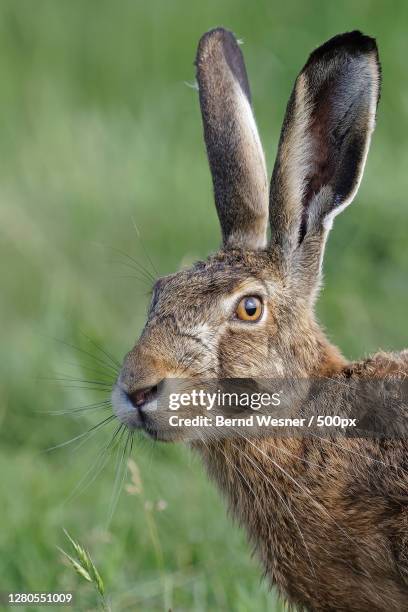 close-up of rabbit on field - lepre foto e immagini stock