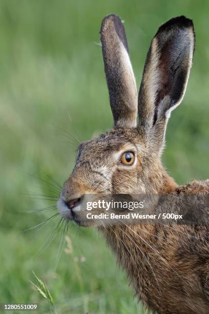 close-up of rabbit on field - hare stock pictures, royalty-free photos & images