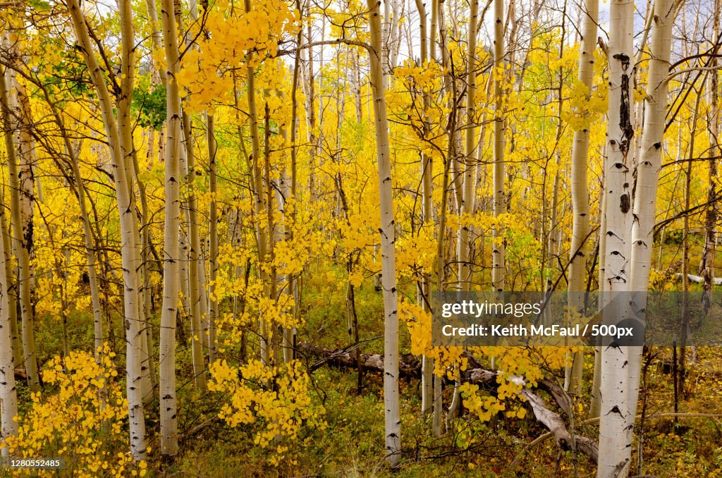 Trees in forest during autumn,Park County,Colorado,United States,USA