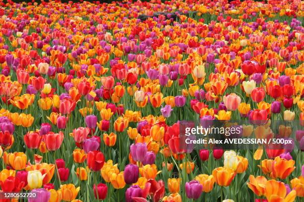 full frame shot of multi colored tulips,montreal,quebec,canada - tulip stock-fotos und bilder