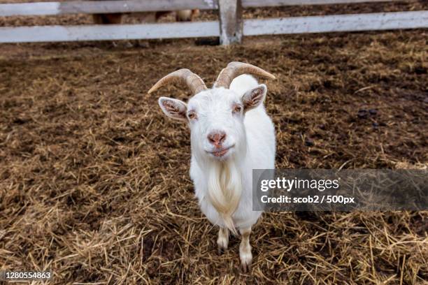 portrait of goat standing on field - goat photos et images de collection