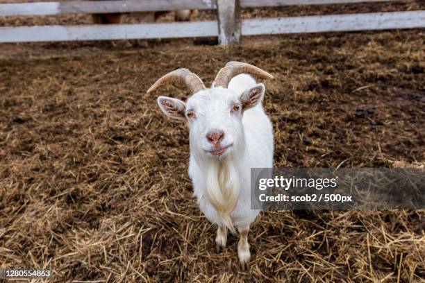 portrait of goat standing on field - geit stockfoto's en -beelden