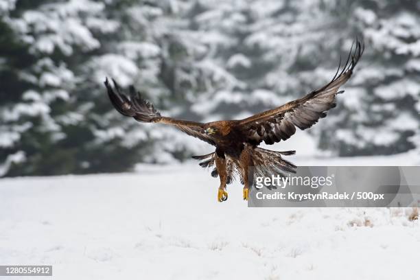 close-up of eagle flying over field - steinadler stock-fotos und bilder