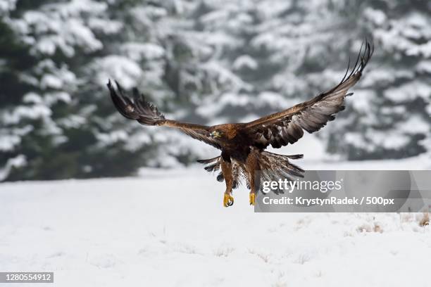 close-up of eagle flying over field - golden eagle stock pictures, royalty-free photos & images