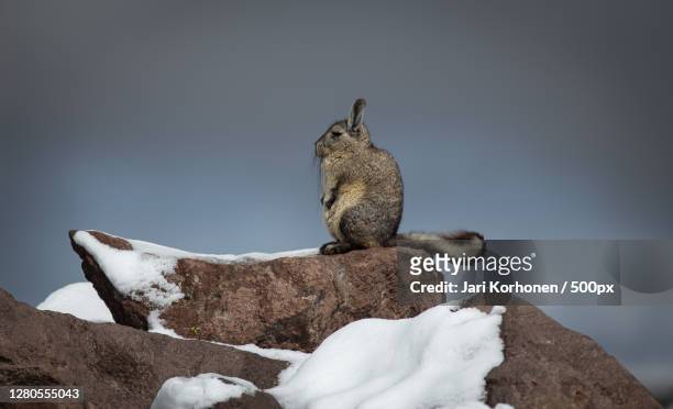low angle view of squirrel on rock against sky,peru - chinchilla stock-fotos und bilder