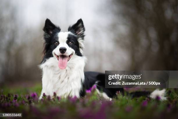 portrait of dog on field,poland - border collie stock pictures, royalty-free photos & images