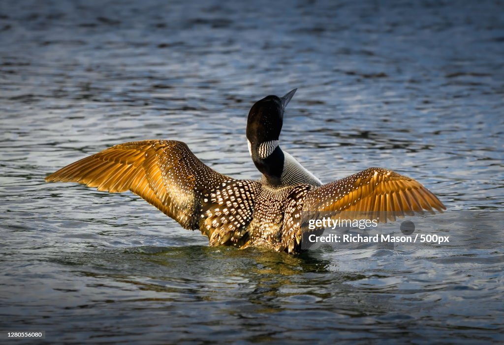 Close-up of duck swimming in lake