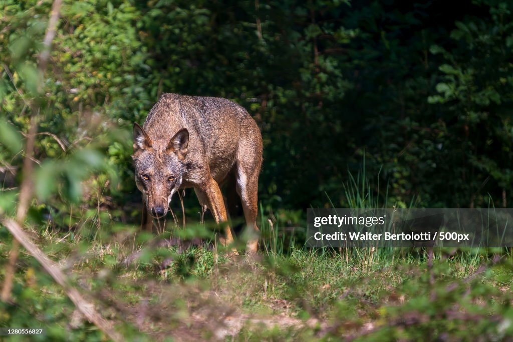 The calf grazing in the forest,Civitella Alfedena AQ,Italy