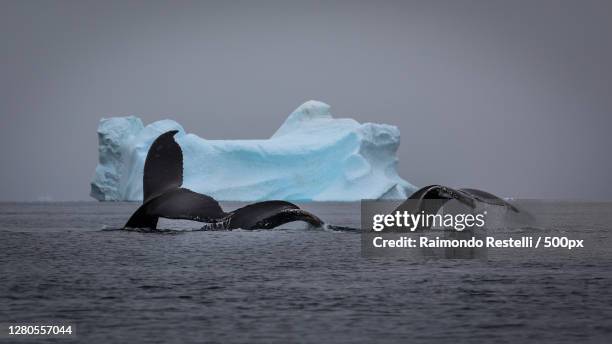 scenic view of sea against clear sky,antarctica - antarctica whale stock pictures, royalty-free photos & images