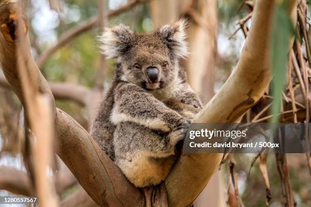 close-up of koala on tree,kangaroo island,south australia,australia - kangaroo island stock pictures, royalty-free photos & images
