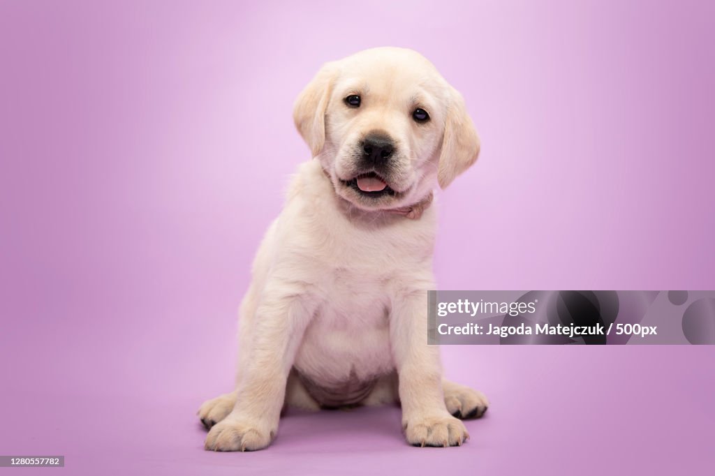 Portrait of dog sitting against purple background,Poland