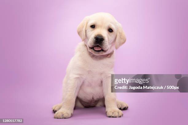 portrait of dog sitting against purple background,poland - puppies stock pictures, royalty-free photos & images