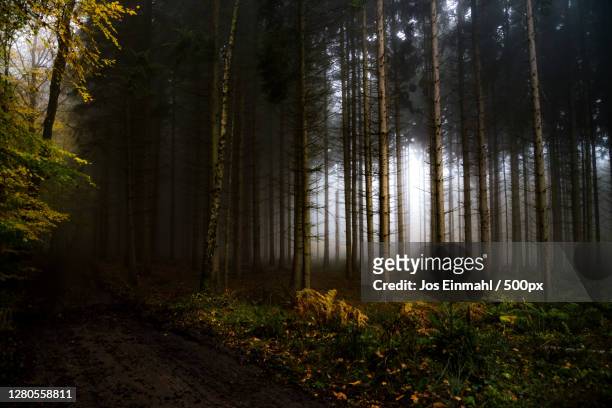 trees in forest,vijlen,limburg,netherlands - limburg stock pictures, royalty-free photos & images