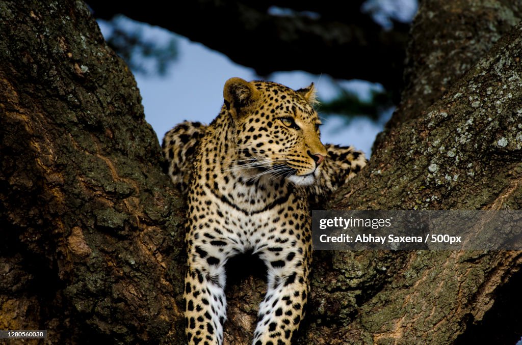 Low angle view of leopard standing on tree trunk in forest