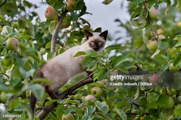 portrait of cat on tree,tver,russia - gatto siamese foto e immagini stock