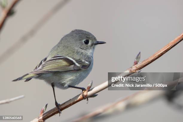 close-up of bird perching on branch,morristown,new jersey,united states,usa - morristown stock pictures, royalty-free photos & images