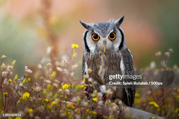 portrait of owl perching on branch,kuwait - buboes stock pictures, royalty-free photos & images