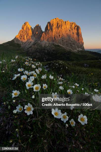 scenic view of flowering plants on field against sky - rossetto stock pictures, royalty-free photos & images