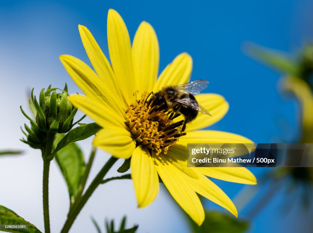 Close-up of bee pollinating on yellow flower