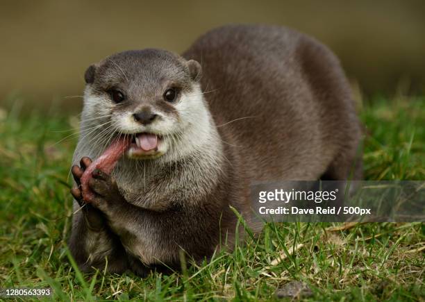 close-up of rodent eating grass on field,edinburgh,united kingdom,uk - otter stock pictures, royalty-free photos & images
