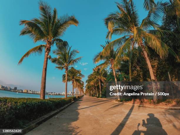 nice asfalt road with palm trees against the blue sky and cloud - asfalt stock pictures, royalty-free photos & images