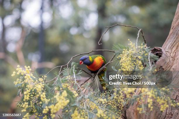 close-up of bird perching on tree, badger creek vic, australia - australia bird stock-fotos und bilder