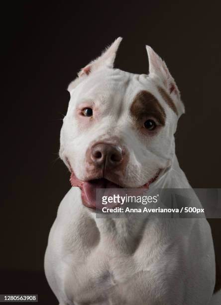 close-up portrait of dog against black background - american pit bull terrier stock-fotos und bilder