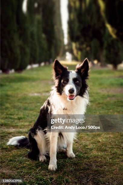 portrait of dog on field,quart,aosta valley,italy - border collie foto e immagini stock