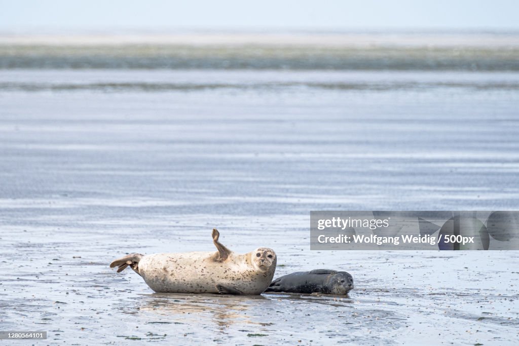 A fur seals in the sea,Pellworm,Germany