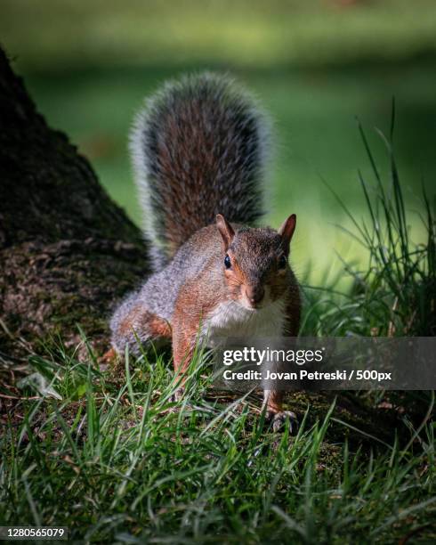 close-up of squirrel on field,manchester,united kingdom,uk - manchester united vs manchester city stock pictures, royalty-free photos & images