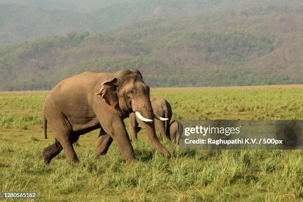 two elephants walking on a elephants,ramnagar,uttarakhand,india - asiatischer elefant stock-fotos und bilder