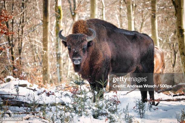 side view of bear standing in forest during winter,winterberg,germany - winterberg - fotografias e filmes do acervo