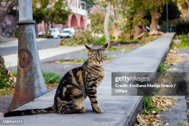 portrait of cat sitting on footpath,acireale ct,italy - acireale stock pictures, royalty-free photos & images