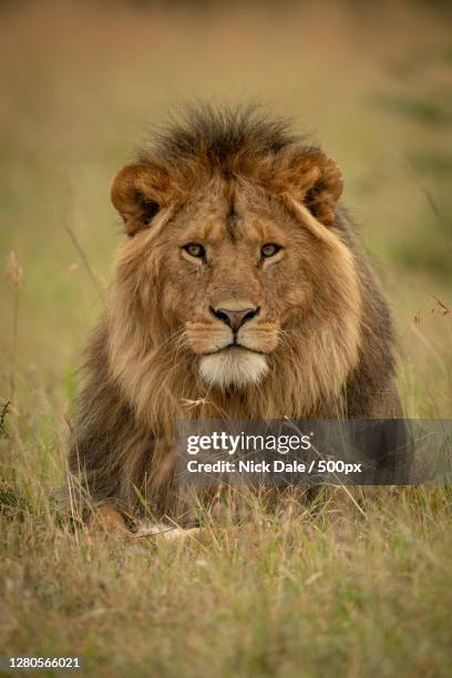 portrait of lion,ololosokwan,tanzania - animal mâle photos et images de collection