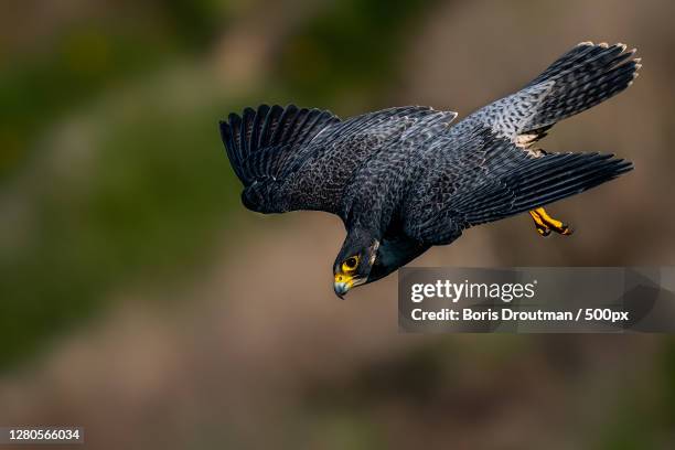 close-up of bird flying over field,long beach,california,united states,usa - peregrine falcon stockfoto's en -beelden