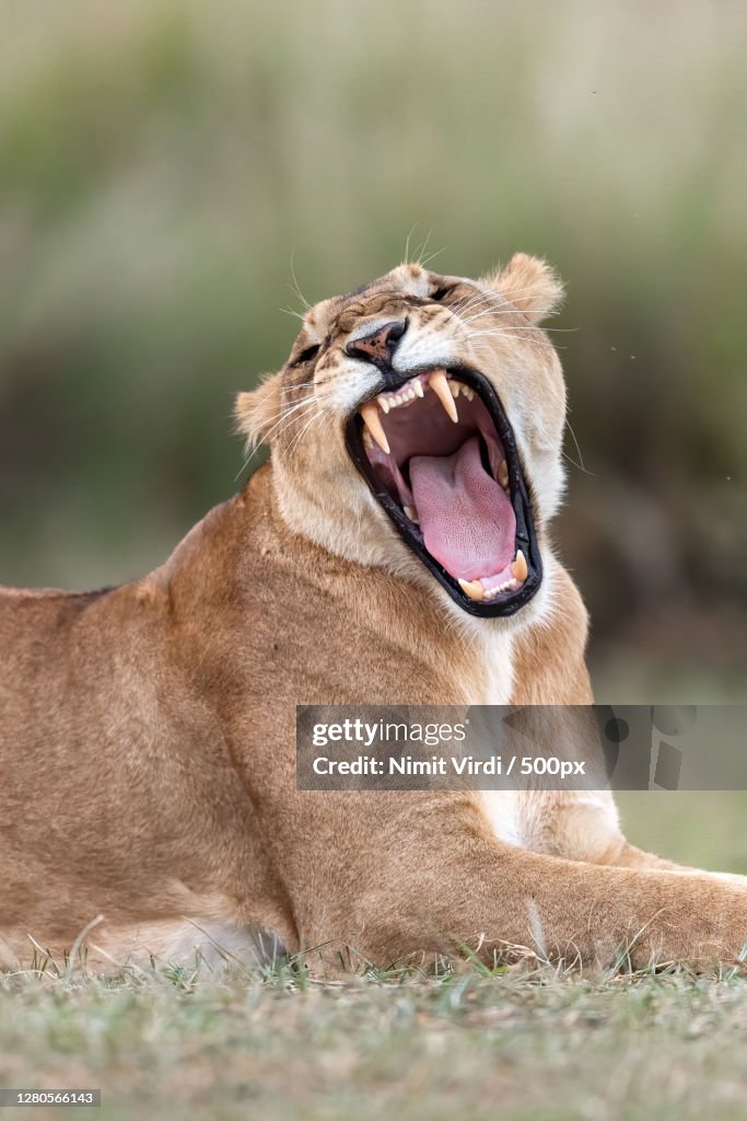 Close-up of lion yawning while sitting on field,Maasai Mara National Reserve,Kenya