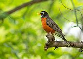 Robin bird sitting on a branch