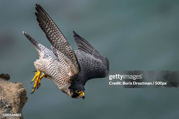 close-up of bird flying outdoors,long beach,california,united states,usa - peregrine falcon stock-fotos und bilder