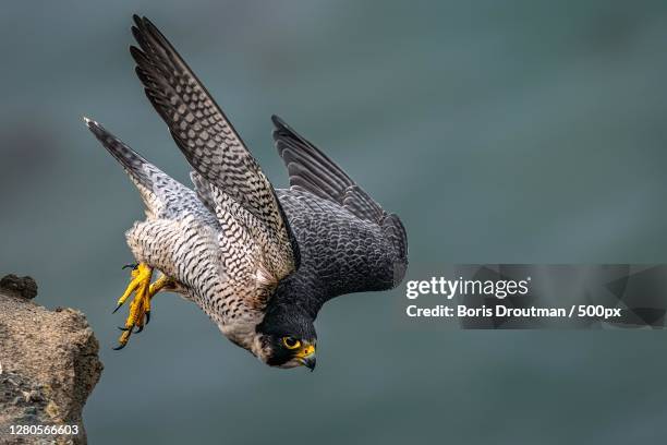 close-up of bird flying outdoors,long beach,california,united states,usa - peregrino fotografías e imágenes de stock