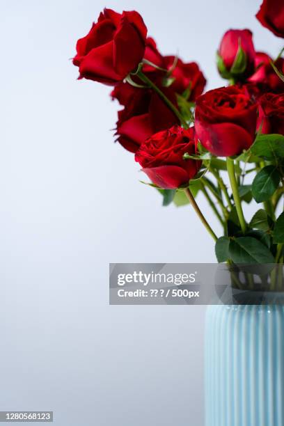 close-up of red roses against white background - love emotion stock pictures, royalty-free photos & images